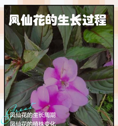 凤仙花催芽方法是什么？如何快速发芽？