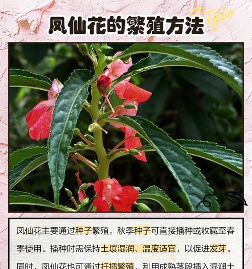 凤仙花催芽方法是什么？如何快速发芽？
