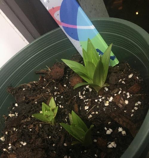 太阳籽花怎么种植方法？种植步骤和注意事项是什么？