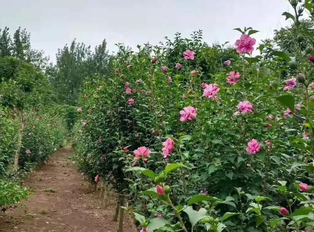 太阳籽花怎么种植方法？种植步骤和注意事项是什么？