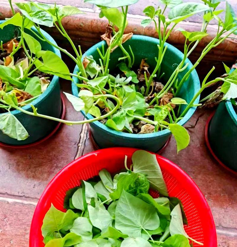地瓜叶怎么种植方法？种植过程中需要注意哪些问题？