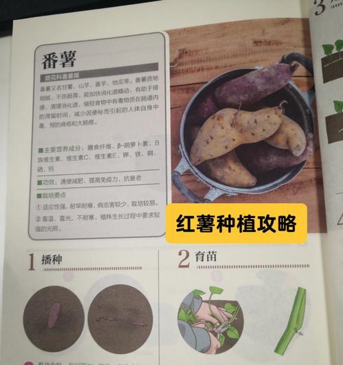 地瓜叶怎么种植方法？种植过程中需要注意哪些问题？