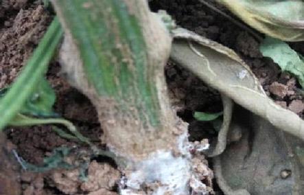 辣椒催芽漏白根怎么办？有效解决方法有哪些？