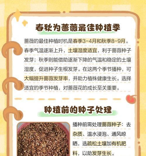 催芽蔷薇种子怎么种？种植过程中需要注意哪些问题？