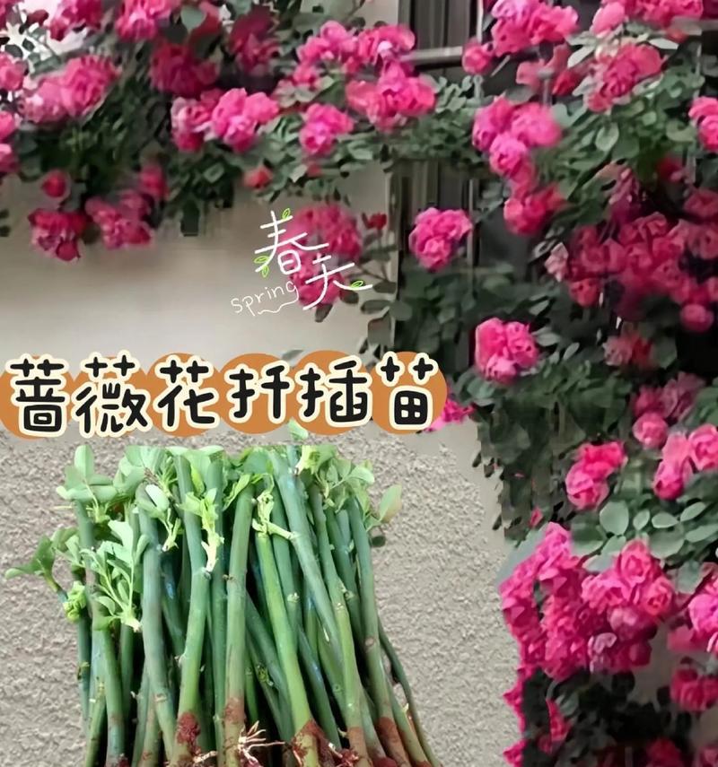 催芽蔷薇种子怎么种？种植过程中需要注意哪些问题？