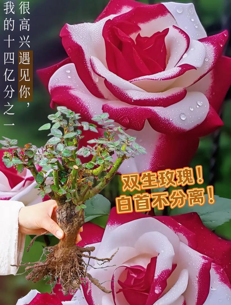 104朵花的寓意是什么意思？花语背后的深层含义是什么？