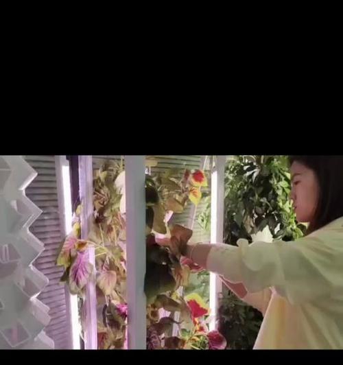 汉菜用水种植方法是什么？如何正确进行汉菜的水培种植？