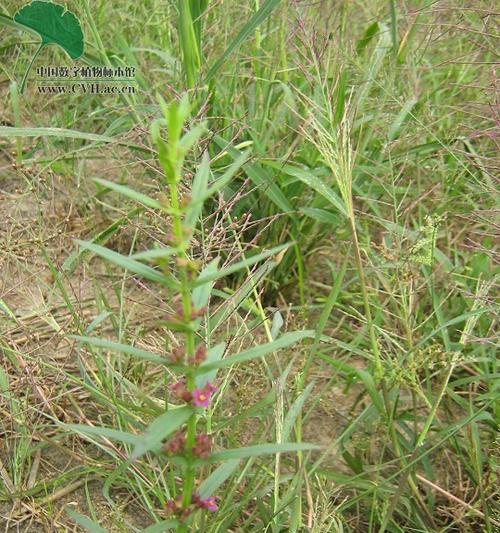 汉菜用水种植方法是什么？如何正确进行汉菜的水培种植？