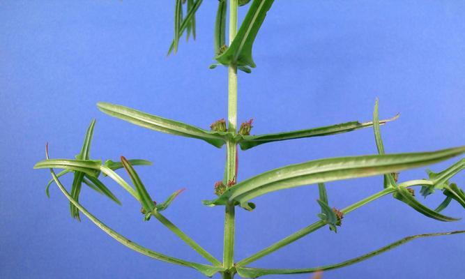 汉菜用水种植方法是什么？如何正确进行汉菜的水培种植？