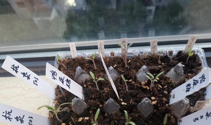 移栽的柿子树催芽方法是什么？如何快速促进发芽？