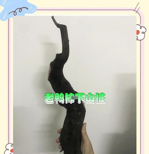 移栽的柿子树催芽方法是什么？如何快速促进发芽？