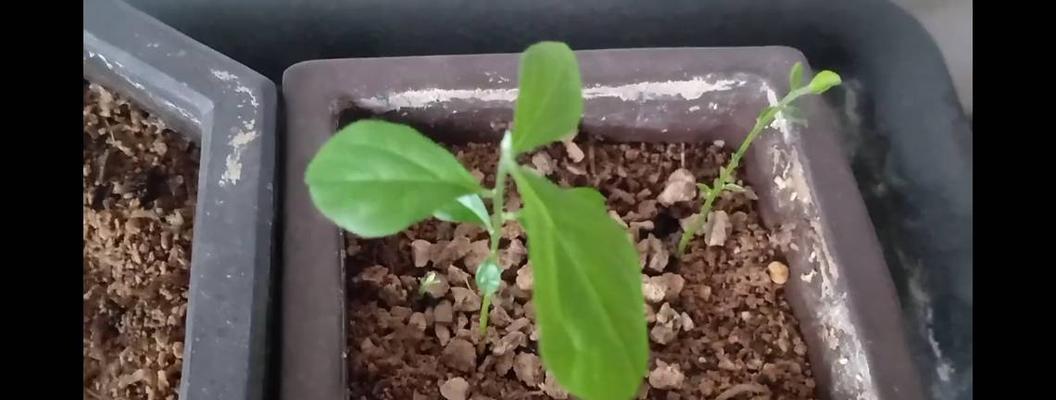 移栽的柿子树催芽方法是什么？如何快速促进发芽？
