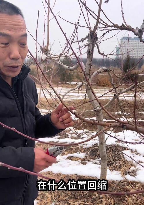 桃树修剪枝条的最佳方法是什么？修剪后如何促进新枝生长？