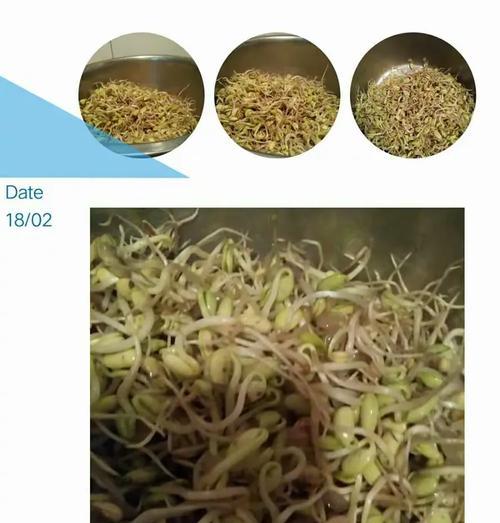 豆芽催芽爆芽剂使用方法是什么？常见问题有哪些？