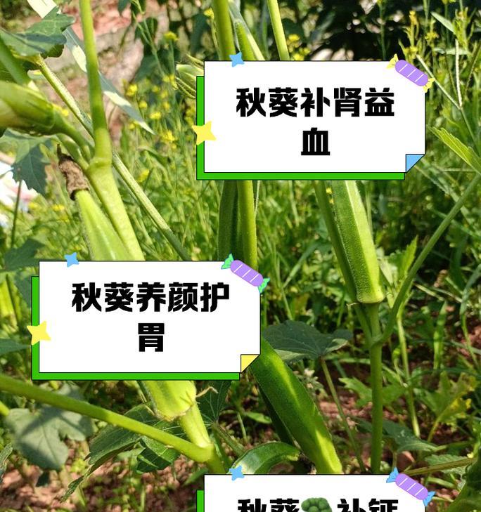 秋葵催芽后播种方法是什么？需要注意哪些问题？