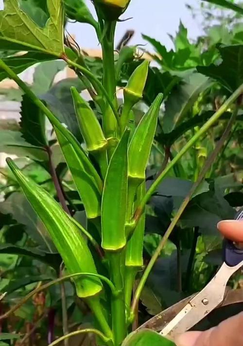 秋葵催芽后播种方法是什么？需要注意哪些问题？