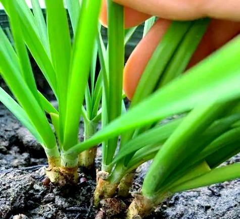 韭黄在家怎么种植方法？有哪些简单步骤？
