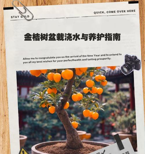 金桔盆栽修剪枝芽的最佳时机是什么时候？如何正确修剪？