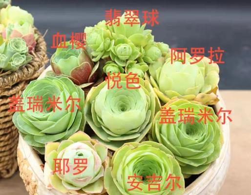 山地玫瑰催芽方法是什么？如何快速成功催芽？