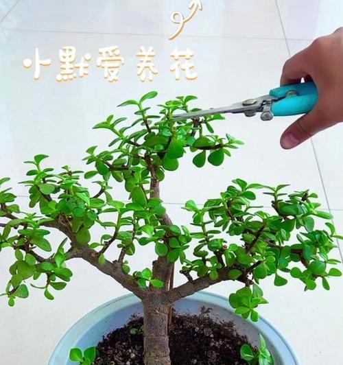 针叶盆景修剪枝条的最佳时机是什么时候？如何正确修剪？