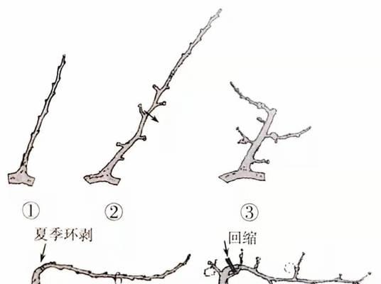 针叶盆景修剪枝条的最佳时机是什么时候？如何正确修剪？