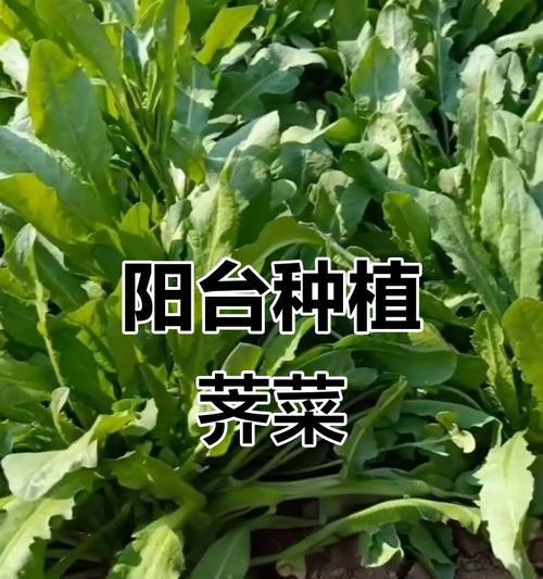季菜怎么种植方法？有哪些步骤和技巧？