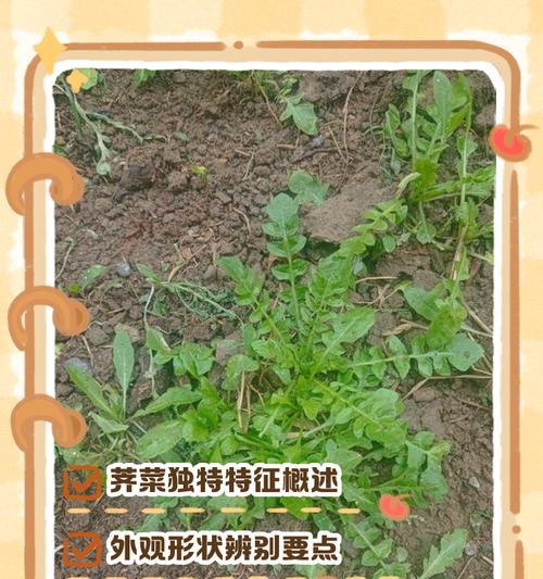 季菜怎么种植方法？有哪些步骤和技巧？