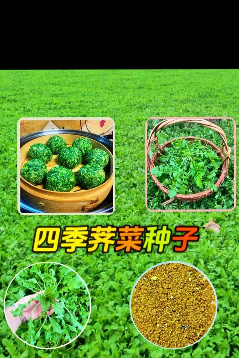 季菜怎么种植方法？有哪些步骤和技巧？
