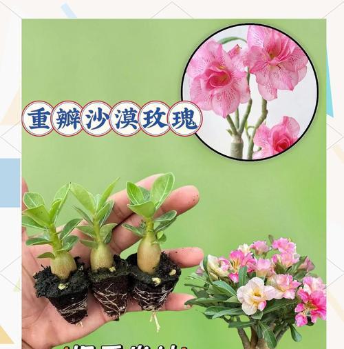 沙漠玫瑰催芽方法是什么？需要多长时间才能发芽？