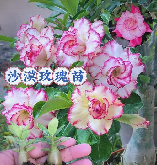 沙漠玫瑰催芽方法是什么？需要多长时间才能发芽？