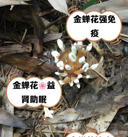 全蝉花怎么种植方法？步骤和注意事项是什么？