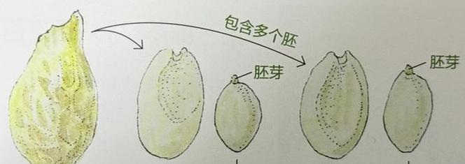 柑橘种子催芽的最佳方法是什么？步骤和技巧有哪些？