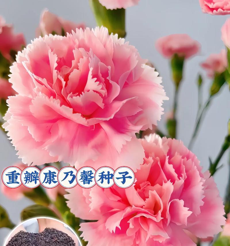 康乃馨催芽方法是什么？如何提高发芽率？