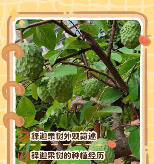 种植释迦果的正确方法是什么？如何解决种植过程中的常见问题？