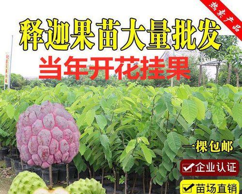 种植释迦果的正确方法是什么？如何解决种植过程中的常见问题？
