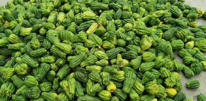 庄子竹种植方法是什么？如何正确种植庄子竹？