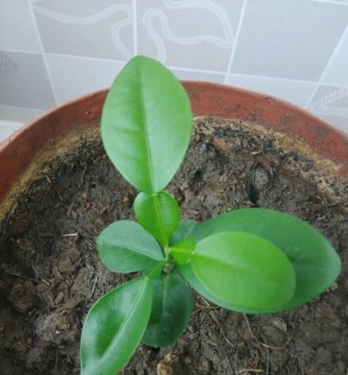 蜜柚子催芽最快的方法是什么？
