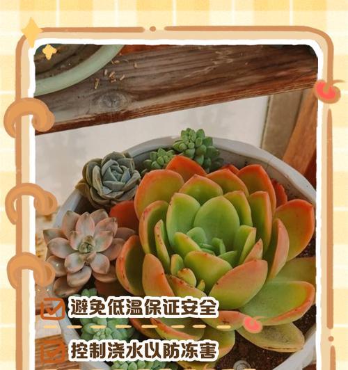 植物冬天套袋催芽的正确方法是什么？需要注意哪些问题？