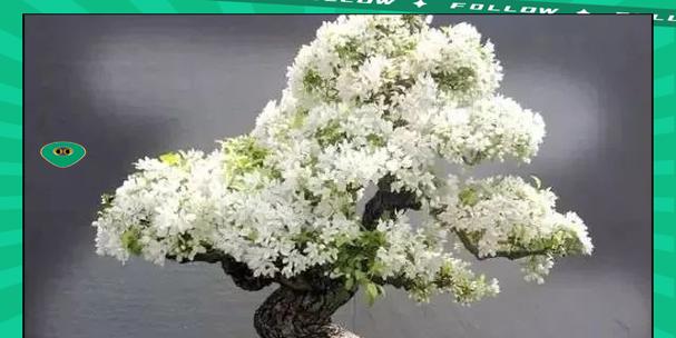 植物冬天套袋催芽的正确方法是什么？需要注意哪些问题？