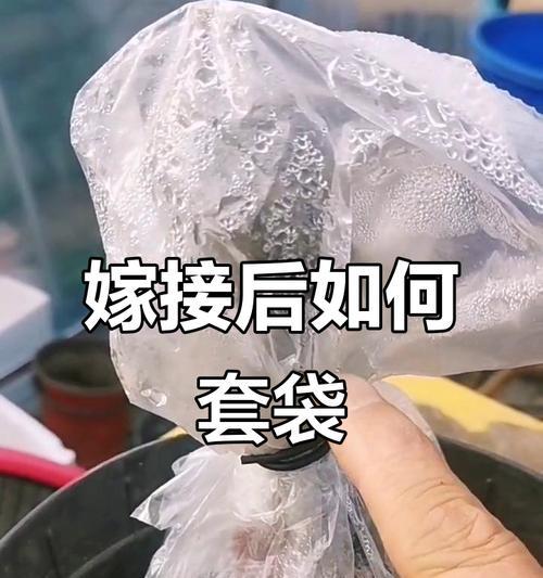 植物冬天套袋催芽的正确方法是什么？需要注意哪些问题？