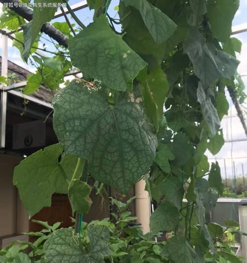 丝瓜催芽需要几天？出芽不成功是什么原因？
