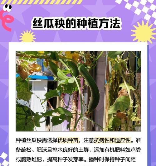 丝瓜催芽需要几天？出芽不成功是什么原因？