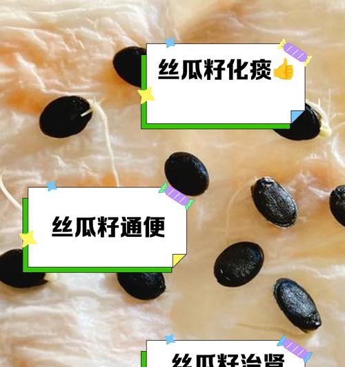 丝瓜催芽需要几天？出芽不成功是什么原因？