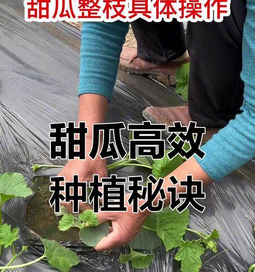 哈密瓜种植方法有哪些？如何确保高产优质？