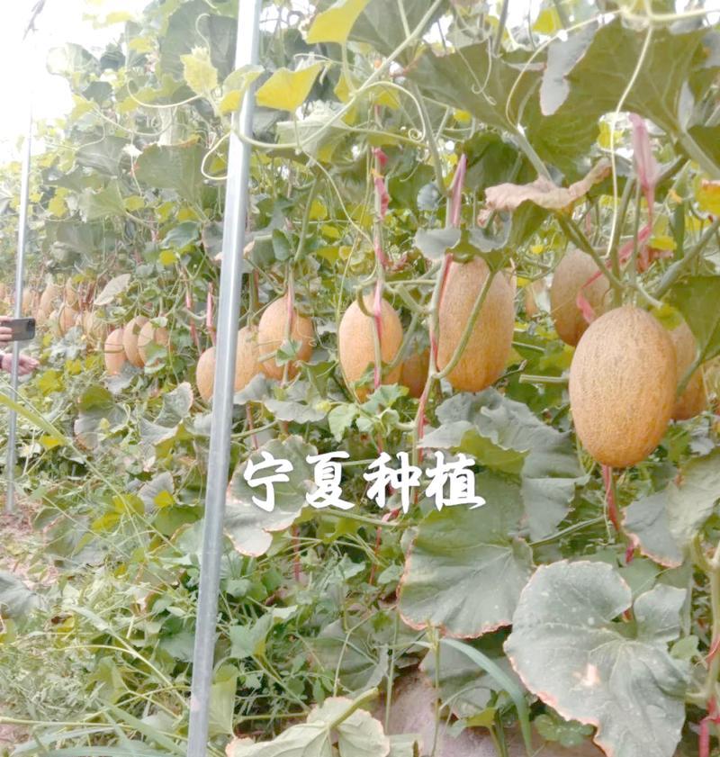 哈密瓜种植方法有哪些？如何确保高产优质？