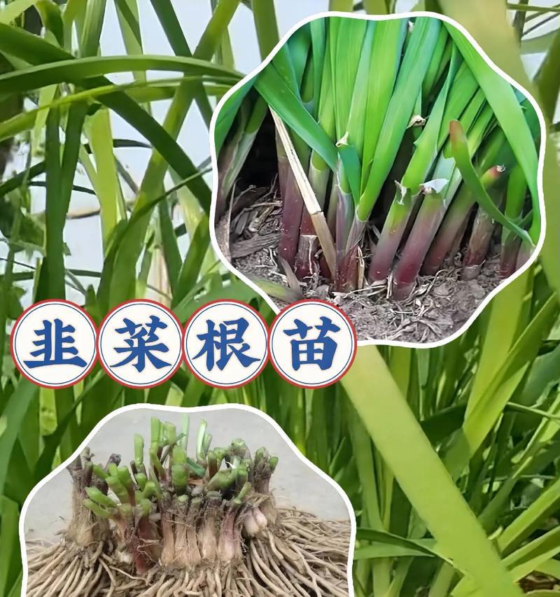 韭菜根种植方法有哪些？如何正确种植韭菜根以确保生长？