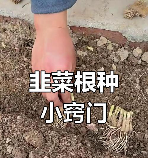 韭菜根种植方法有哪些？如何正确种植韭菜根以确保生长？