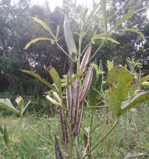 黄秋葵种子催芽方法是什么？需要多长时间才能发芽？