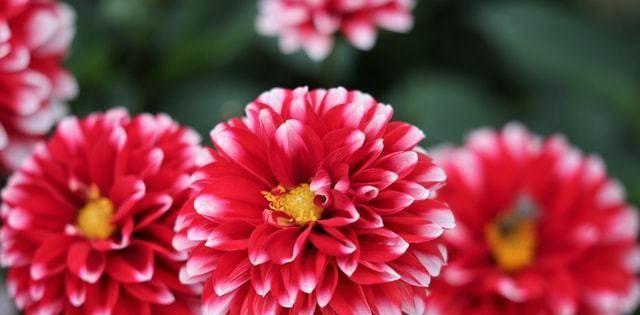 什么花象征狂妄自大的意思？了解花语背后的含义！