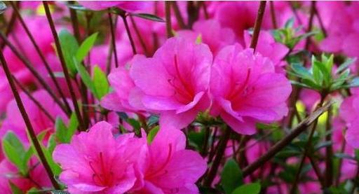 什么花象征狂妄自大的意思？了解花语背后的含义！